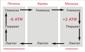 Вопрос18.Субстратное,энергетич.обеспеч.ГНГ.Цикл кори и фелинга. - student2.ru