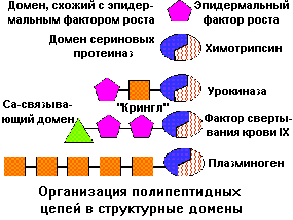 Вторичная структура белков - student2.ru