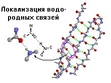 Вторичная структура белков - student2.ru