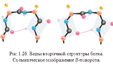 Вторичная структура белков - student2.ru