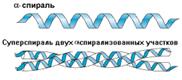 Вторичная структура белков - student2.ru