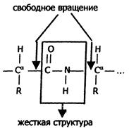 Вторичная структура белков - student2.ru