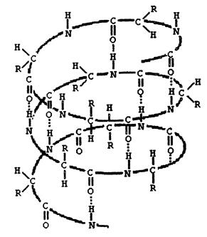 Вторичная структура белков - student2.ru