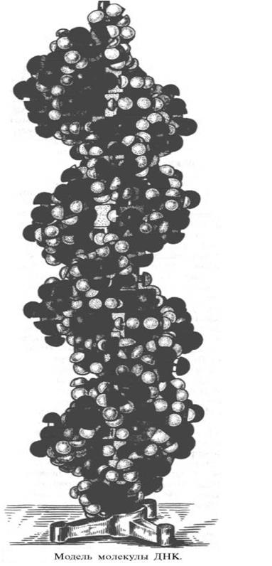 вторичная структура днк - student2.ru
