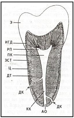 ягкие компоненты зуба: пульпа зуба, слизистая оболочка прилежащей десны, надкостница альвеолярных отростков и периодонт. - student2.ru