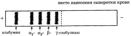 Электрофорез в полиакриламидном геле - student2.ru