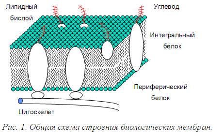 Электронно-микроскопическое строение цитоплазмы - student2.ru