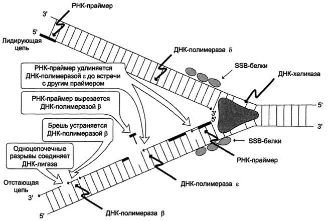 Элонгация и терминация репликации. Ферменты. Асимметричный синтез ДНК. Фрагменты Оказаки. Роль ДНК-лигазы в формировании непрерывной и отстающей цепи. - student2.ru
