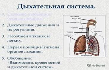 Эпителий воздухоносных путей - student2.ru