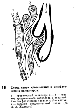 Эволюция сердечно-сосудистой системы. 5 страница - student2.ru