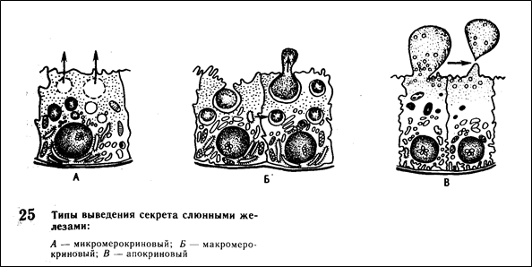 Эволюция сердечно-сосудистой системы. 8 страница - student2.ru