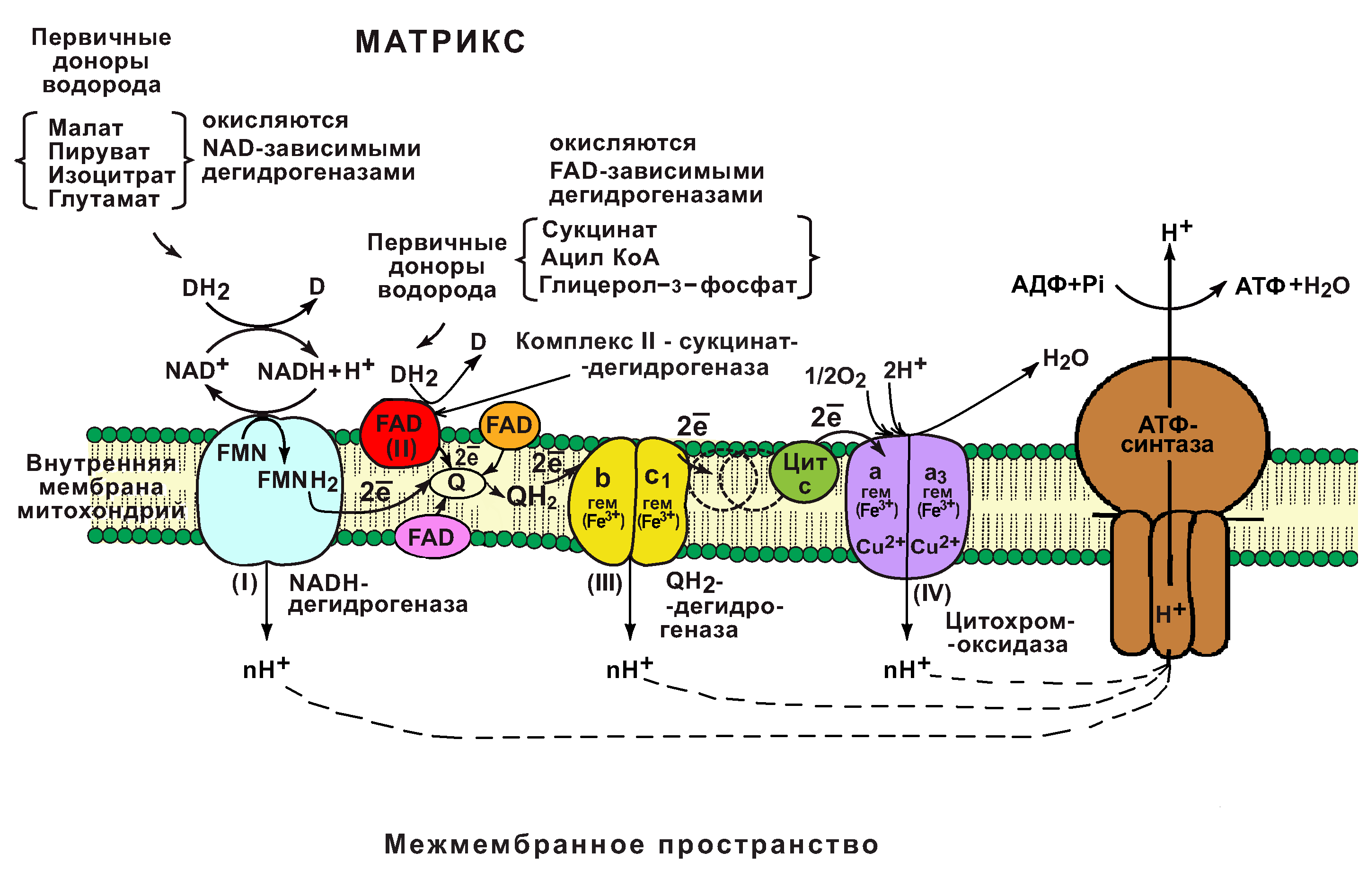 За сутки в организме человека может синтезироваться до 60 кг АТФ (столько же и расходуется) - student2.ru