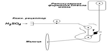 занятие 5. механизмы торможения нейронов. физиология двигательной функции. клинико-физиоло­гические методы изучения функций цнс. итоговое занятие - student2.ru