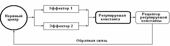 занятие 5. механизмы торможения нейронов. физиология двигательной функции. клинико-физиоло­гические методы изучения функций цнс. итоговое занятие - student2.ru