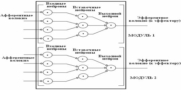 занятие 5. механизмы торможения нейронов. физиология двигательной функции. клинико-физиоло­гические методы изучения функций цнс. итоговое занятие - student2.ru