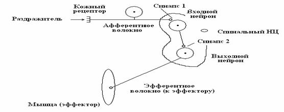 занятие 5. механизмы торможения нейронов. физиология двигательной функции. клинико-физиоло­гические методы изучения функций цнс. итоговое занятие - student2.ru