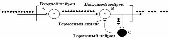 занятие 5. механизмы торможения нейронов. физиология двигательной функции. клинико-физиоло­гические методы изучения функций цнс. итоговое занятие - student2.ru