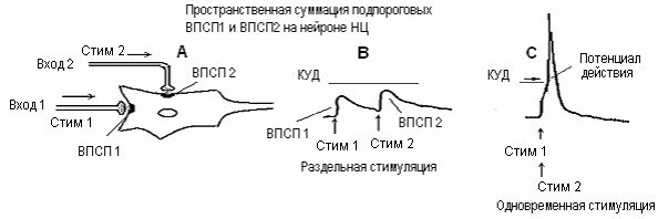 занятие 5. механизмы торможения нейронов. физиология двигательной функции. клинико-физиоло­гические методы изучения функций цнс. итоговое занятие - student2.ru