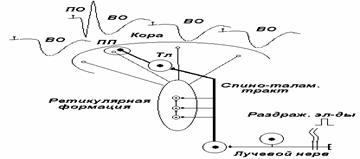 занятие 5. механизмы торможения нейронов. физиология двигательной функции. клинико-физиоло­гические методы изучения функций цнс. итоговое занятие - student2.ru