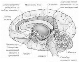 згір'я (таламус) - або зорові горби - student2.ru