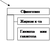 жирнокислотный состав природных жиров - student2.ru