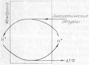 Живые циклы: от электронного до биосферного - student2.ru