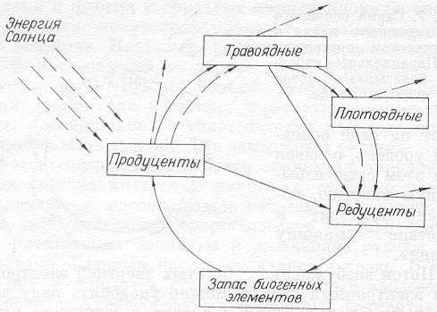 Живые циклы: от электронного до биосферного - student2.ru