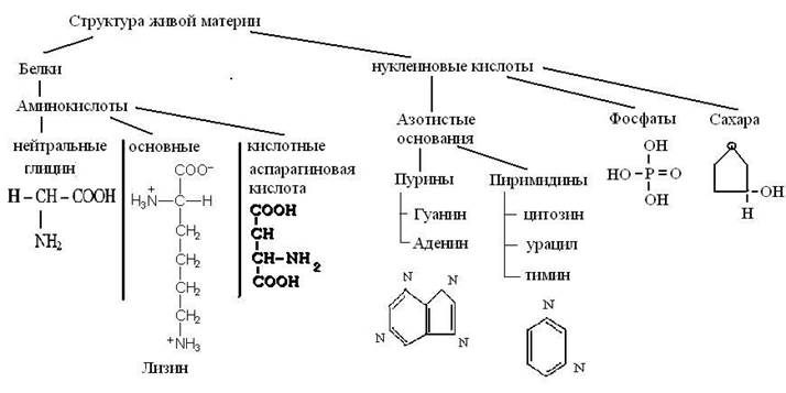 Жизнь как высшая форма материи. Эволюционный путь развития материи (от неживых форм к живым организмам) - student2.ru