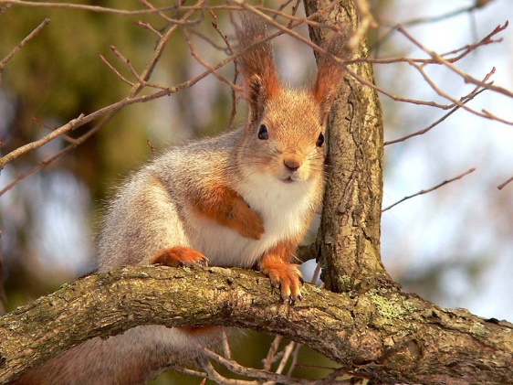 Белка обыкновенная (Sciurus vulgaris) - student2.ru