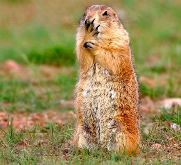 Белка обыкновенная (Sciurus vulgaris) - student2.ru