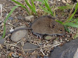 Белка обыкновенная (Sciurus vulgaris) - student2.ru