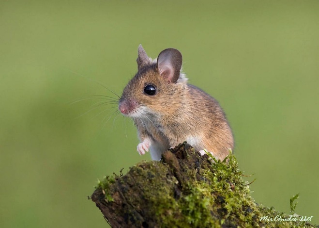 Белка обыкновенная (Sciurus vulgaris) - student2.ru