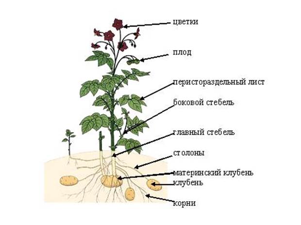 Название частей растения. Строение стебля картофеля. Схема строения картофельного растения. Картофель строение растения. Картофель. Строение растения клубней..