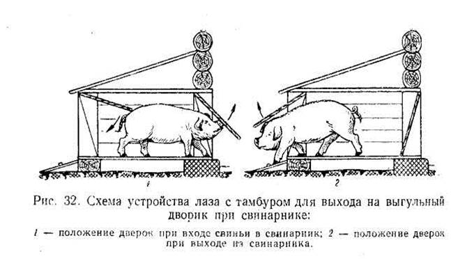 гигиена стойлового содержания свиней - student2.ru