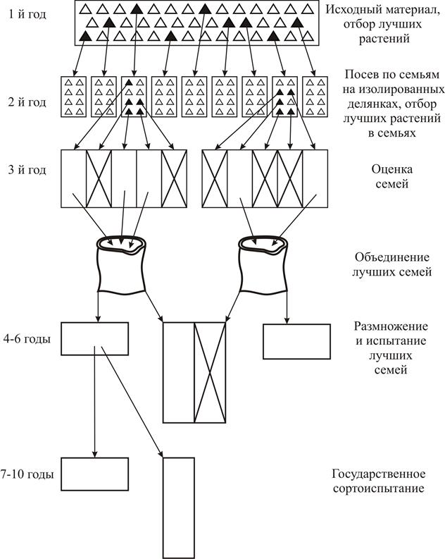 Организация индивидуального отбора