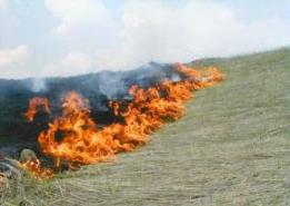 К чему приводит выжигание сухой травы. - student2.ru