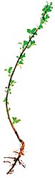Как создать питомник для выращивания саженцев деревьев - student2.ru
