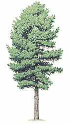 Как выбрать породы деревьев для выращивания - student2.ru