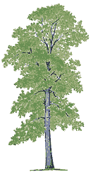 Как выбрать породы деревьев для выращивания - student2.ru