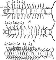 Класс многоножки — Myriapoda - student2.ru