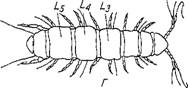 Класс многоножки — Myriapoda - student2.ru