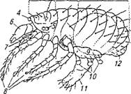 Класс паукообразные, или хелицеровые, — Arachnida, или Chelicerata - student2.ru
