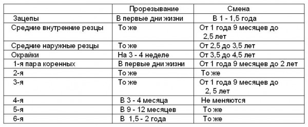 Между 2,5 и 3 годами происходит замена наружных средних резцов. Задний край внутренних средних резцов выходит из десны. - student2.ru