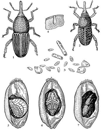 Основных видов вредителей запасов - student2.ru