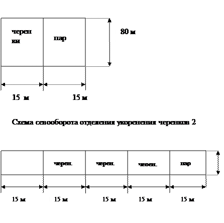 Площадь питания на один черенок - student2.ru