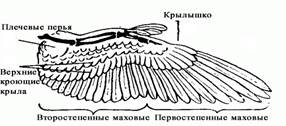 Покровы тела птицы, строение и виды перьев. - student2.ru