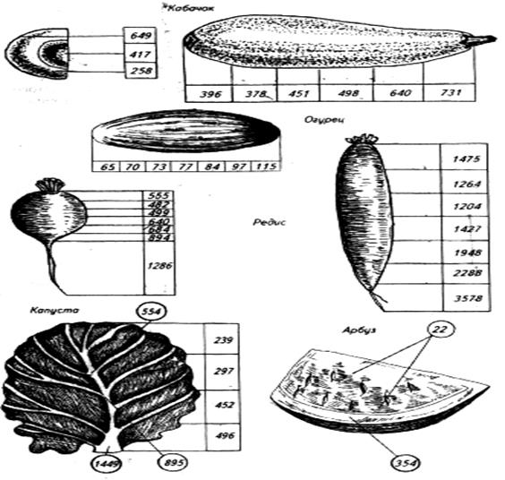 Рецензент: доцент каф. технологии мяса и молока, к.б.н. Миронова И.В. - student2.ru