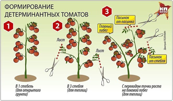 секреты высоких урожаев помидоров - student2.ru