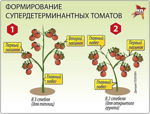 секреты высоких урожаев помидоров - student2.ru