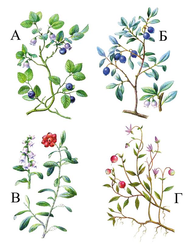 Состав, свойства, сбор и использование основных видов ягод - student2.ru